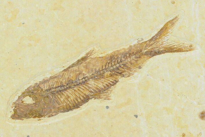 2" Fossil Fish (Knightia) - Green River Formation